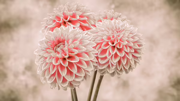 pretty pink flowers with antique looking background