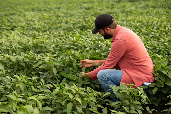 A person kneels down to check soybean plant progress in a field