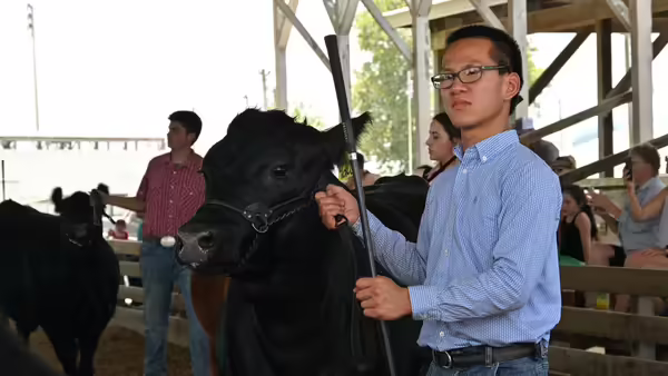 a guy showing a steer