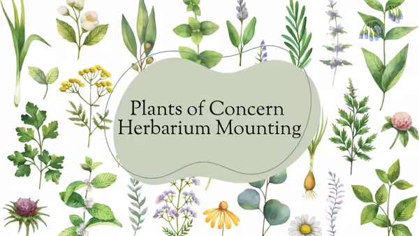 Various pressed flowers with "Plants of Concern Herbarium Mounting."