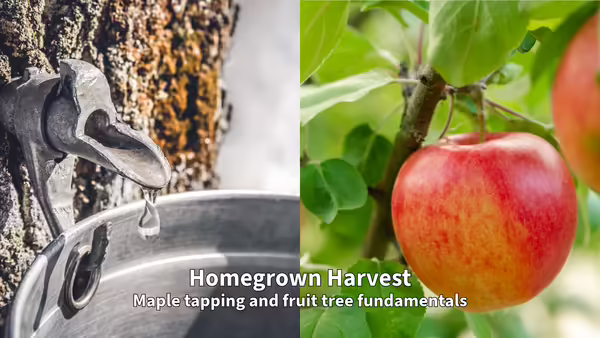 Maple tap with sap dripping off of it and a red apple on a tree.