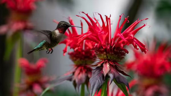 A ruby-throated hummingbird flying near a red flower.