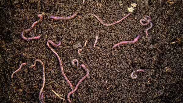 worms in soil 