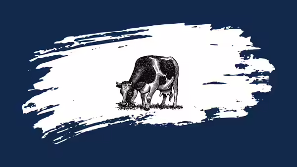 A spotted cow grazing. 