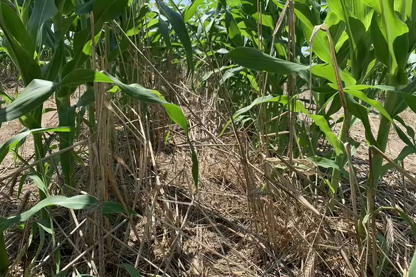 Looking at ground level between crop rows with corn growing through cover crop residue