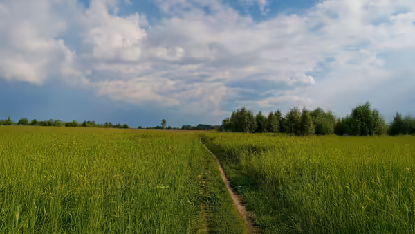 dirt path through tall green grass