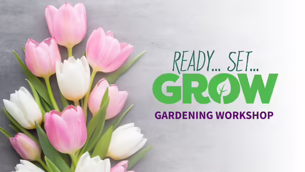 a bouquet of pink and white tulips on a gray background