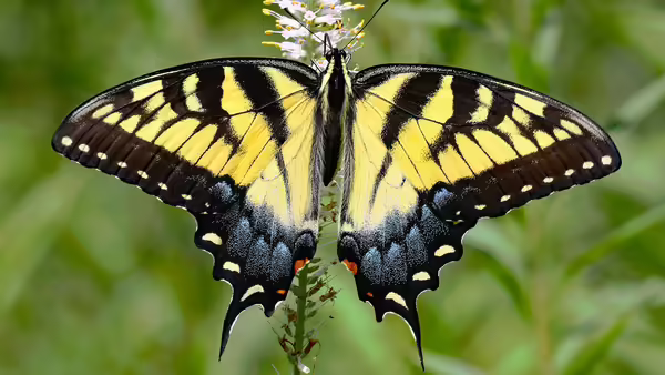 yellow and black swallowtail butterfly
