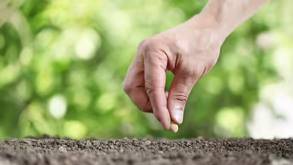A person planting a seed 