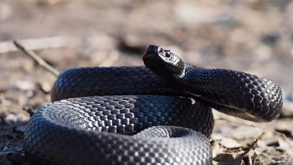 black snake