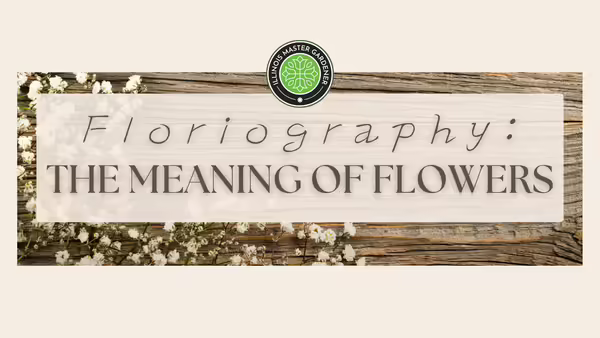 Floriography: The Meaning of Flowers