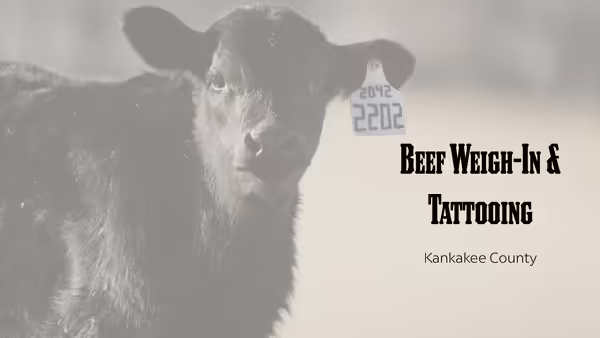 Beef Weigh-In and Tattooing Kankakee County