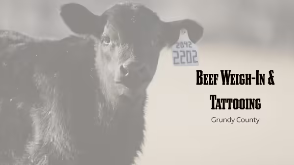 Beef Weigh-In and Tattooing Grundy County