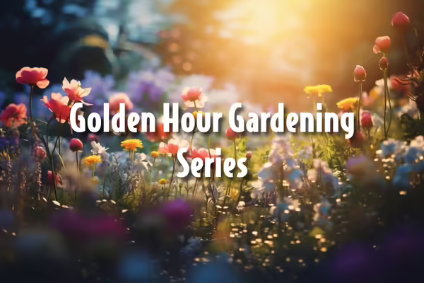 A flower garden with the sun setting.