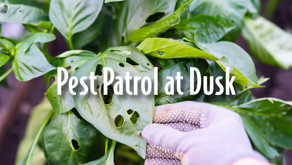Green leaves on a plant that have been eaten by insects and other pests.
