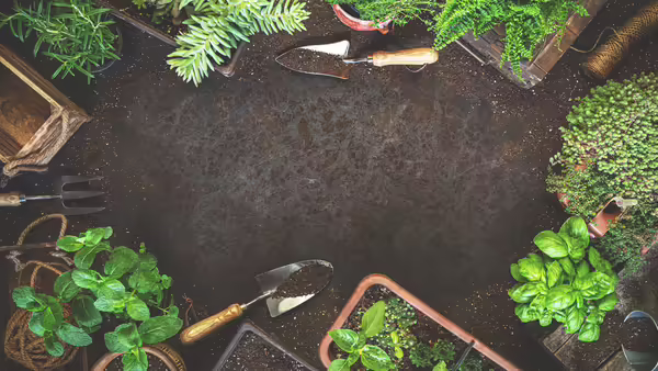 Top-down view of gardening tools and potted herbs arranged on soil, creating a gardening-themed background.