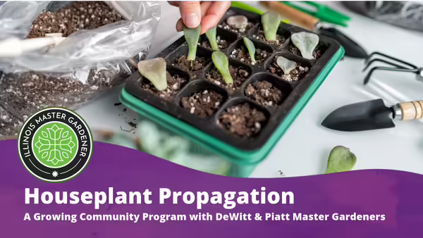 Houseplant Propagation with Master Gardeners, text layered over purple background with black plastic garden tray pictured filled with soil and propagated plants