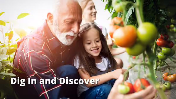 Dig In and Discover, text layerd over picture of older gentleman and child picking tomatoes