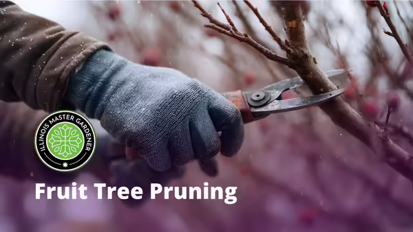 Gloved hands with scissors cutting a tree branch.  