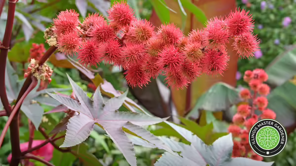 A vibrant close-up of a Castor Oil plant with clusters of red spiky, red pods and large purple-green leaves. A Master Gardener logo in the bottom right corner.
