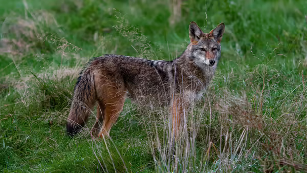 Coyote standing in green field