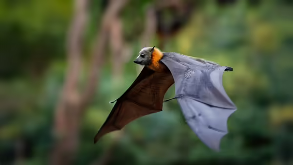 Bat flying through the air 