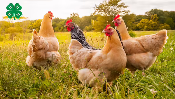 Chickens roaming in the grass. A green 4-H clover in the upper left corner.