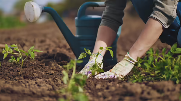 gloved hands planting a plant