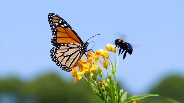 A butterfly and a bee on a flower 