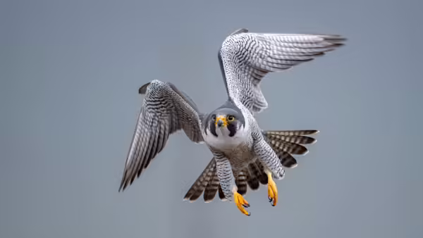 A bird of prey in flight 