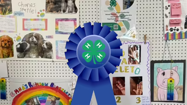 4-H clover on a blue ribbon in front of project displays