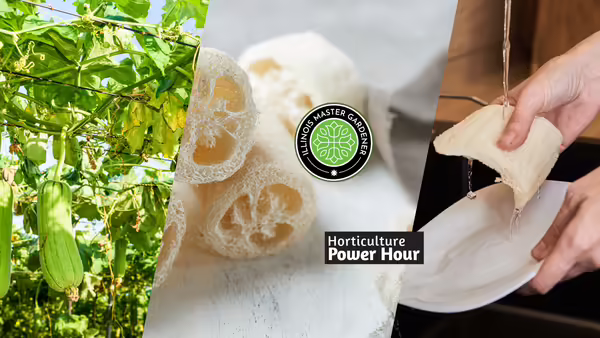 Progression showing a luffa plant, and dried luffa, and a person using a sponge. The Master Gardener and Horticulture Power Hour Logos are on top.