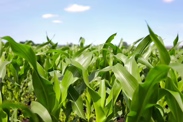 Green corn leaves and stalks growing in a field on a sunny, blue sky day
