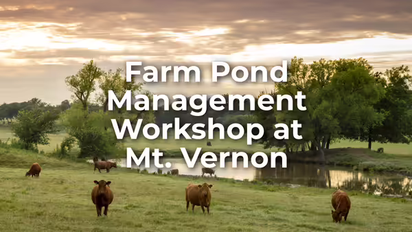 cows in pasture by pond