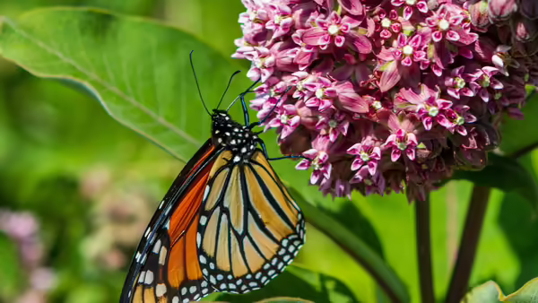 butterfly on pink flowers