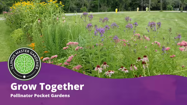 Grow Together, Pollinator Pocket Gardens text overlaying a purple background with outdoor pollinator garden pictured