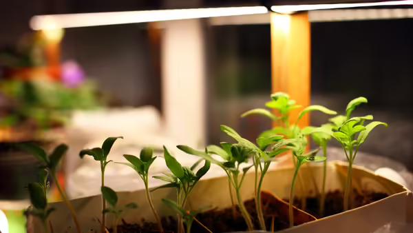 sprouts under a grow lamp