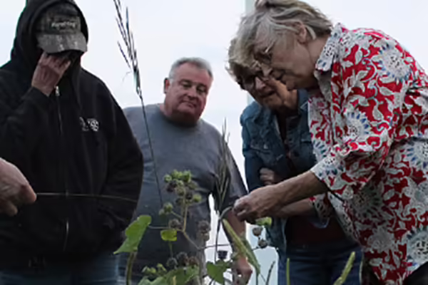 People looking at a weed