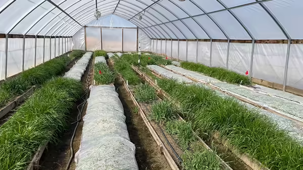 Cover crops in a high-tunnel in different stages of growth and termination. 