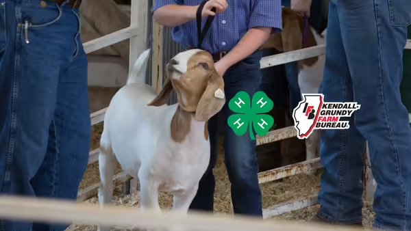 Youth showing a goat with logos for 4-H and Kendall-Grundy Farm Bureau