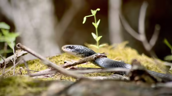 snake in woods