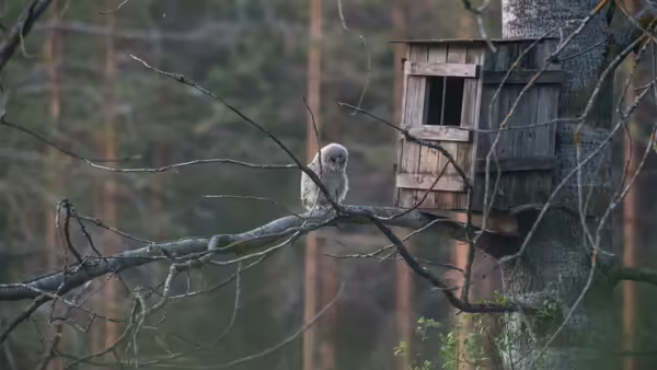 An owl sitting on a branch by an owl nest box 