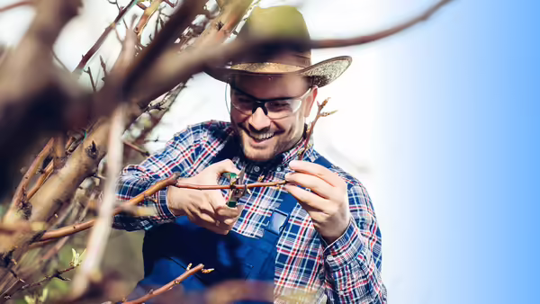 A man using hand pruners to cut a small branch off a tree.