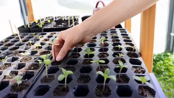 A person's hand tending to small green seedlings growing in a black honeycomb-shaped seed starter tray.