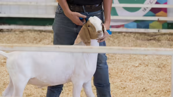 a show goat held by its collar in an arena