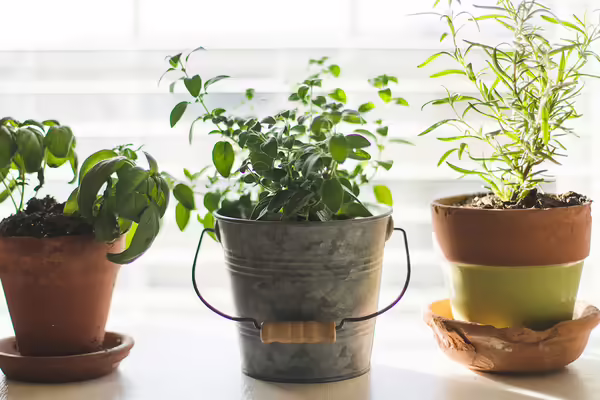 Herbs growing in three pots.