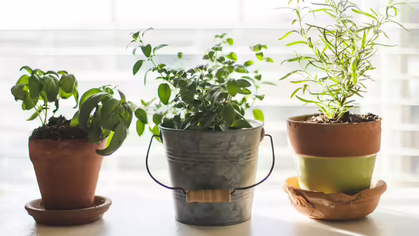 herbs growing in three pots