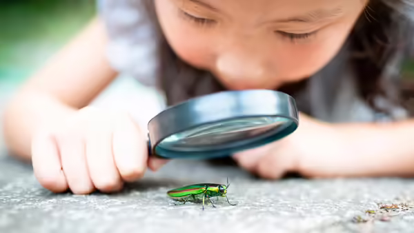 A girl with a magnifying glass looking at a grasshopper 