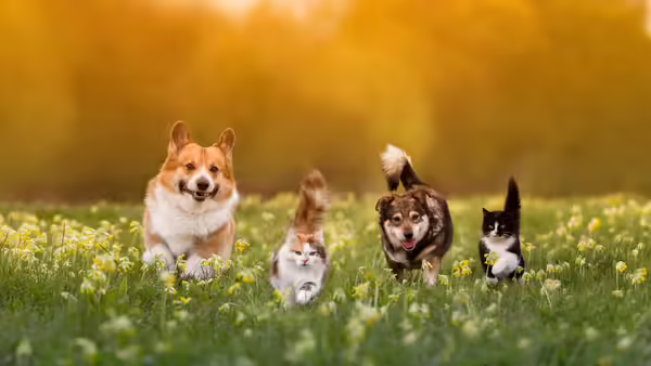 dogs and cats running through a field of dandelions 