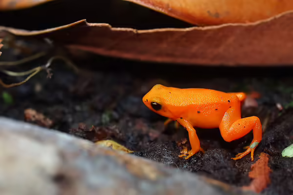 A close up of an orange frog on damp soil